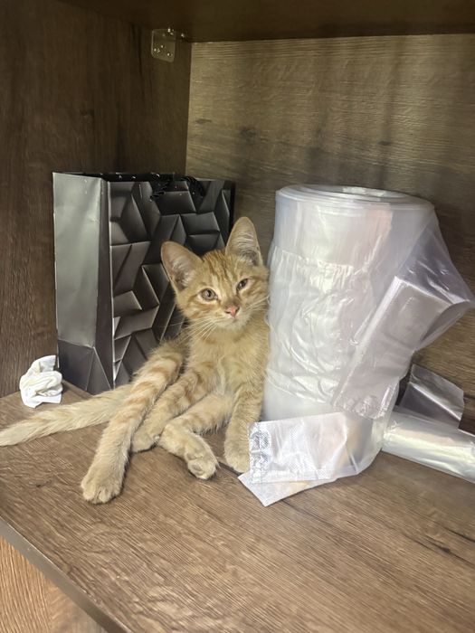 Отдам кошек бесплатно