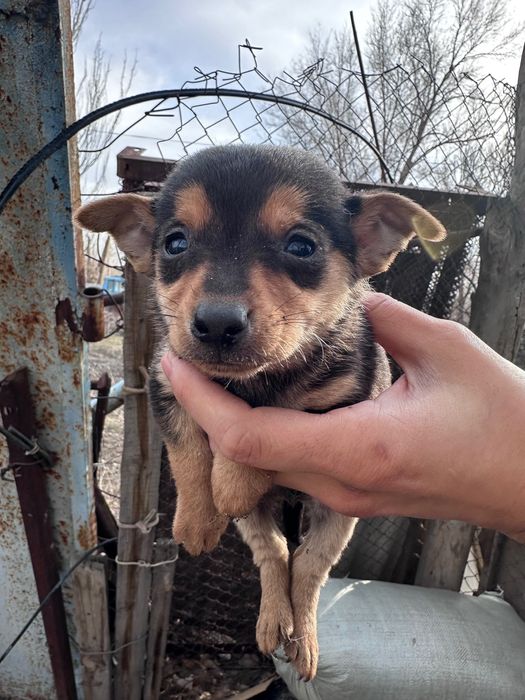 Щенки той-терьер