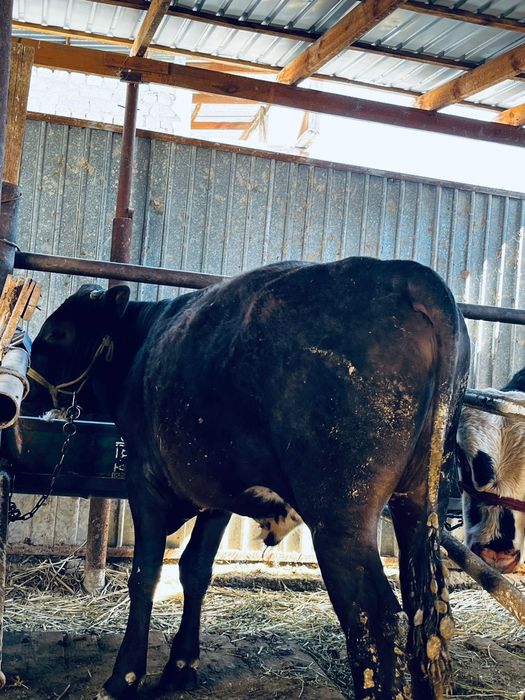 Тез арада бұқалар сатылады