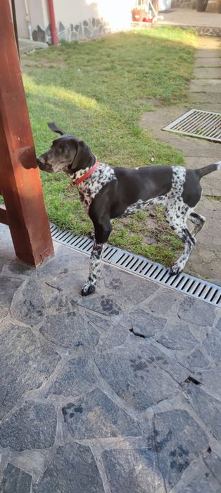 Donez femelă brac german cu pedigree
