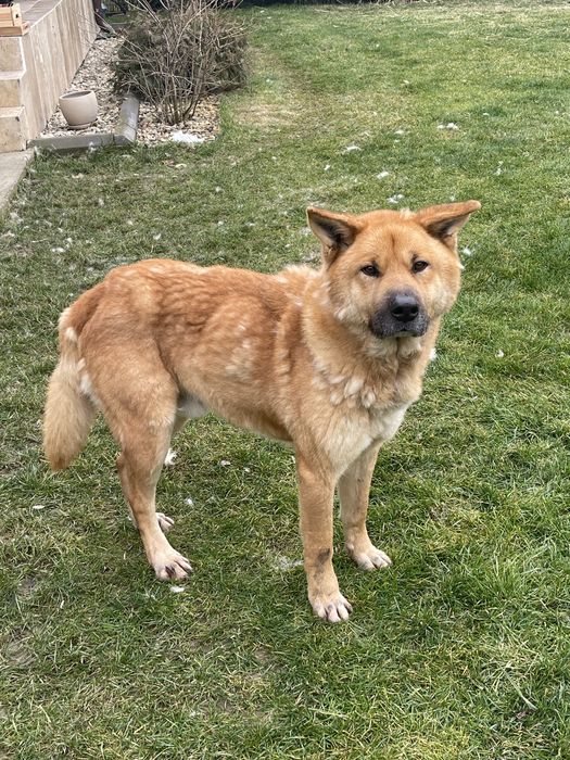 Spike oferit spre adoptie