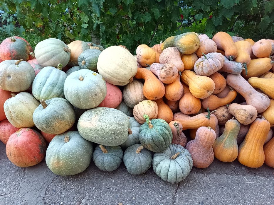 Dovleci Plăcintari Turcești și de supa&piure