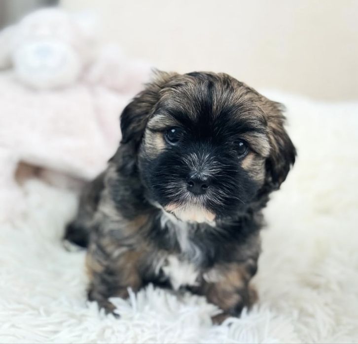 Bichon havanez mascul mini