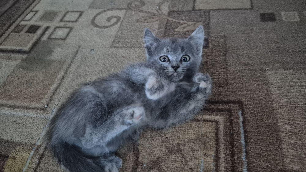 Отдаю котят в добрые руки!