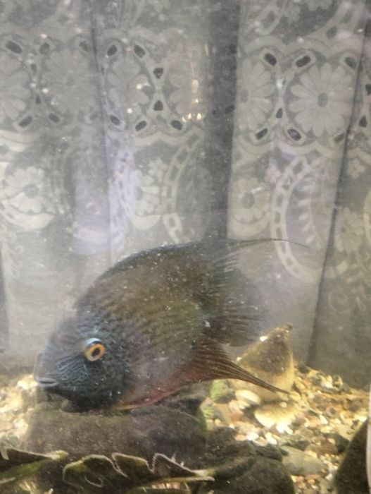 Продается аквариумные рыбки