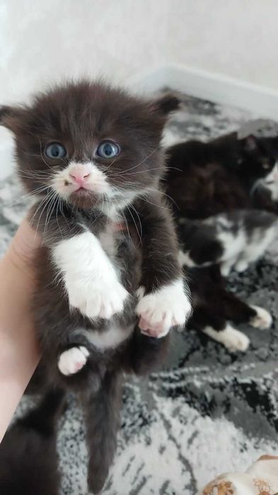 Отдам даром котят