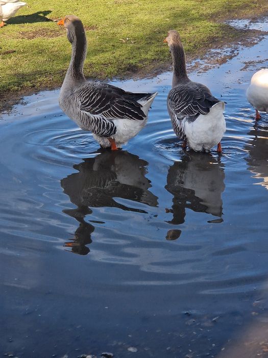 Vand 3 perechi de gâște