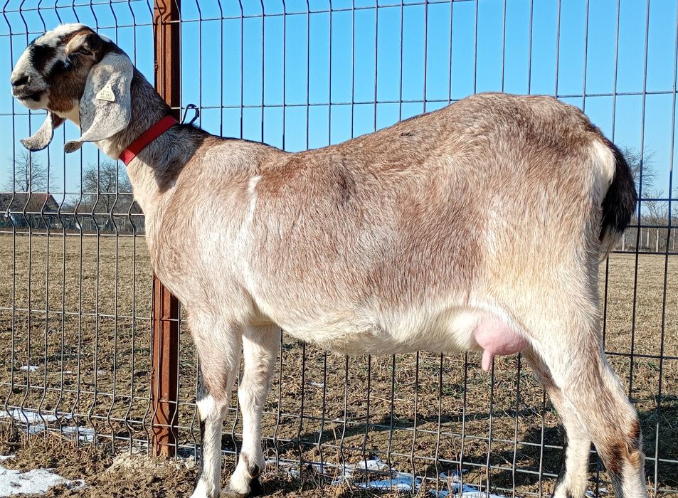 Anglonubiana la prima fătare