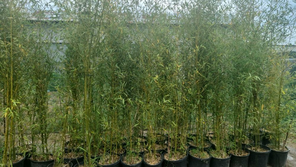 Bambus vescnic verde la ghiveci rezistent iarna