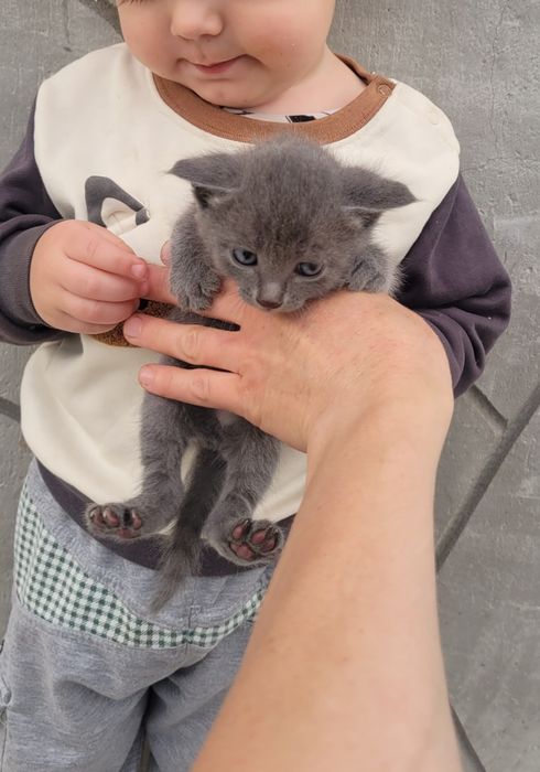 Дымчатый котенок