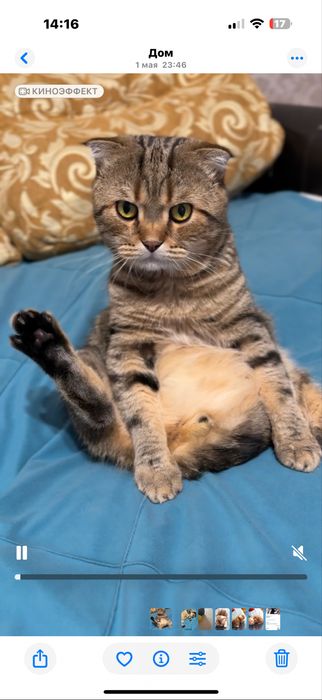 Отдам кота британца в хорошие руки