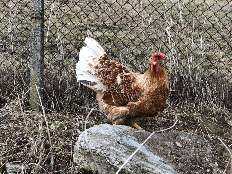 Sergiev Farm- Продава пилета и яйца от различни видове Кокошки