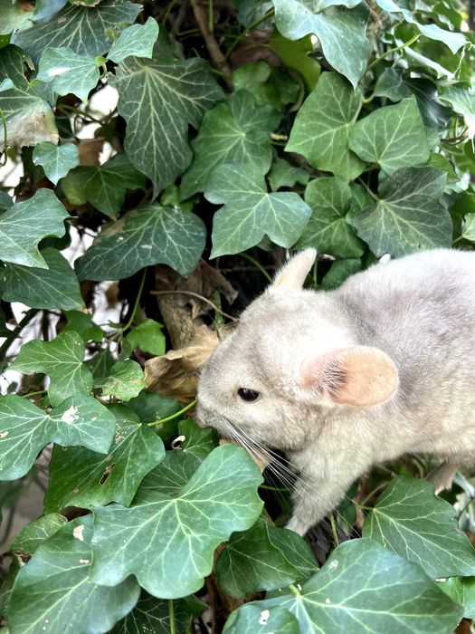 Шиншиллы в Ташкенте