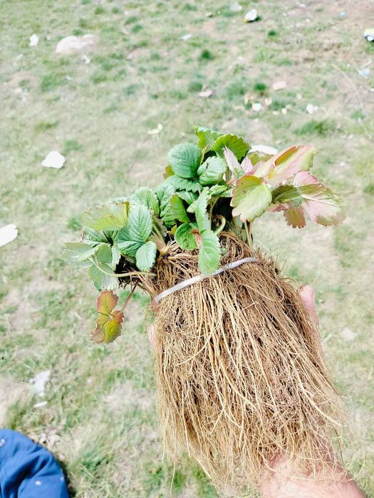 Разсад Ягоди с високо качество и вкус