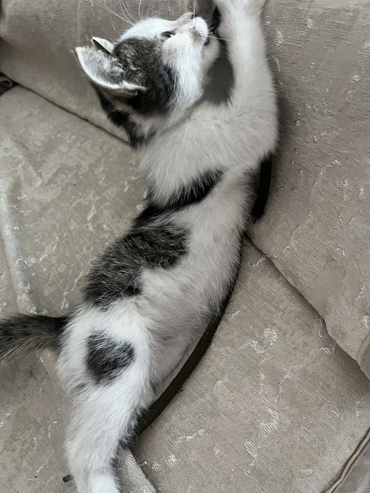 Котенок ищет дом!!!