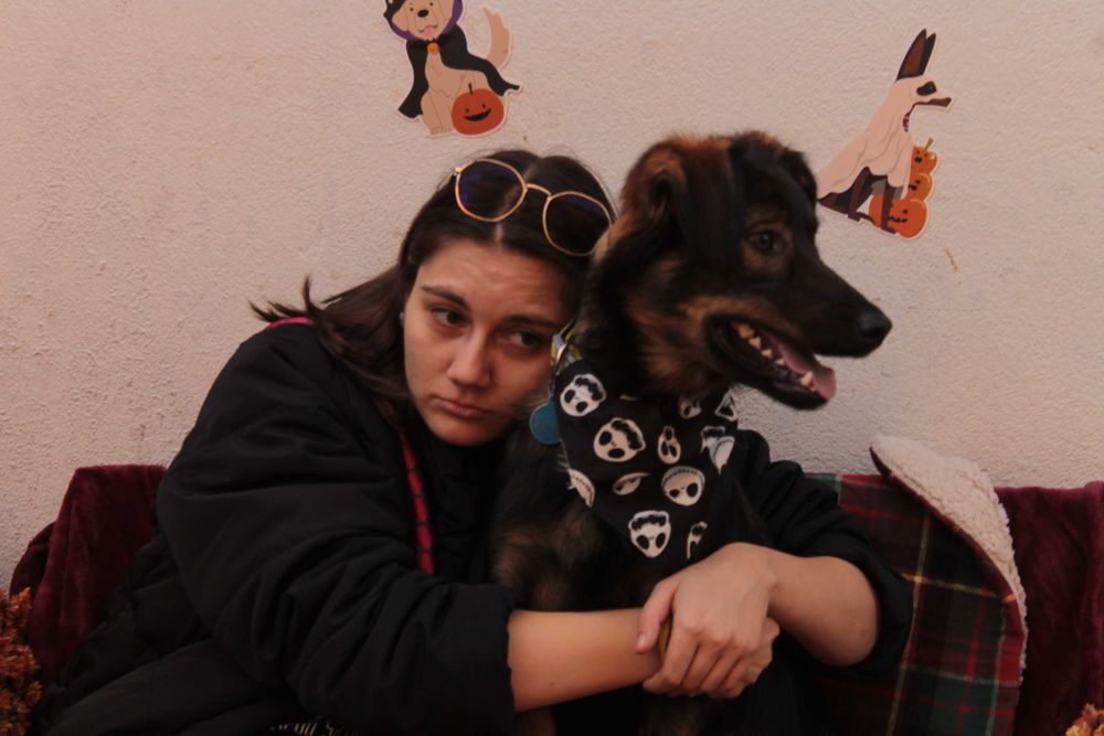 Pet sitter pisici Bucuresti