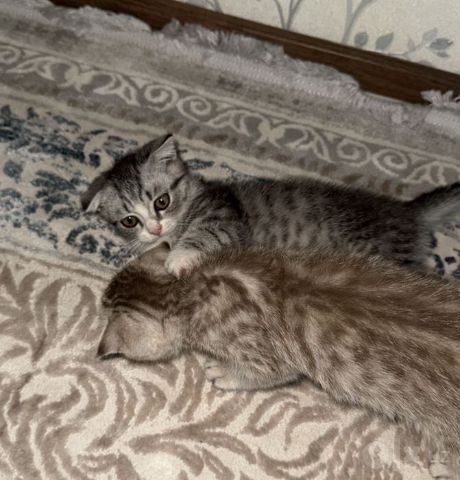 Котята породы Scottish Fold