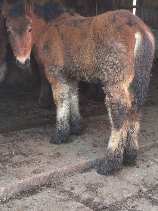 Mânz greu de vânzare