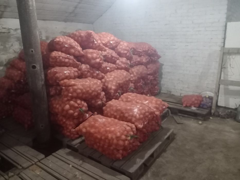 Продам картофель оптом