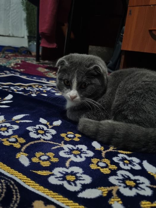 Mushuk zotli mushuk