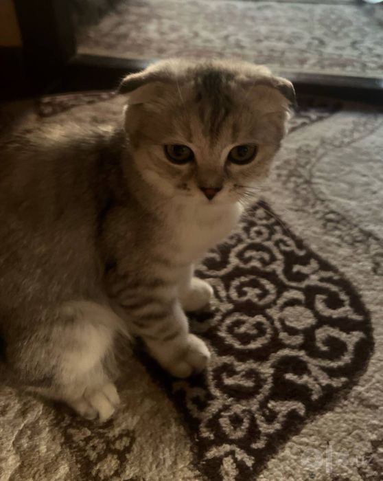 Кошки кошка mushuk