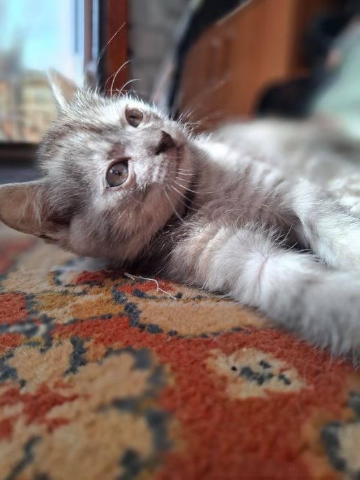 Отдам котёнка 2 месяца