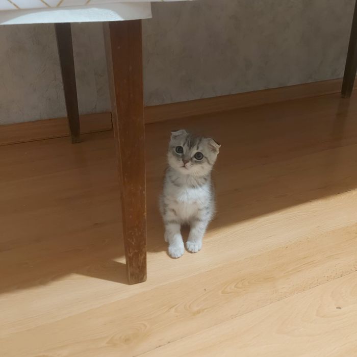 Котенок милый маленький
