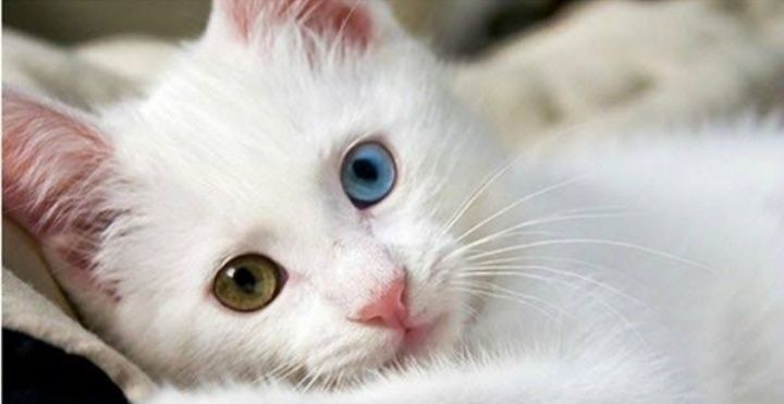 Продам малышку турецкую ангоры девочку