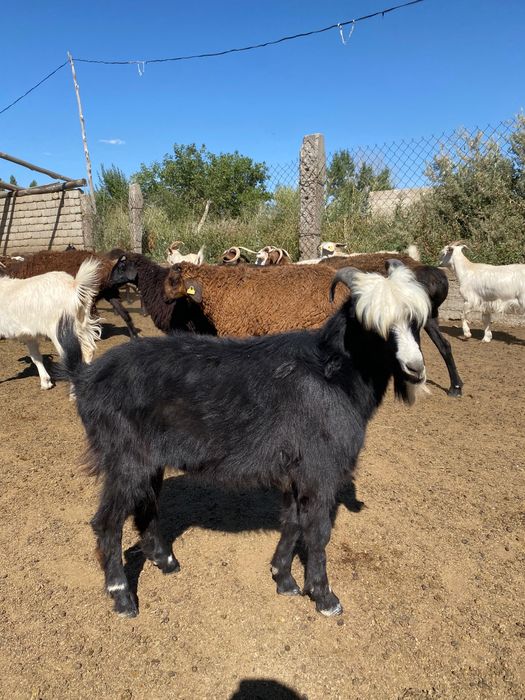 Ешкі 6 айлык испанский ламанчо