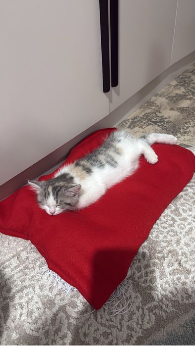 Продам котенка скотиш-страйт