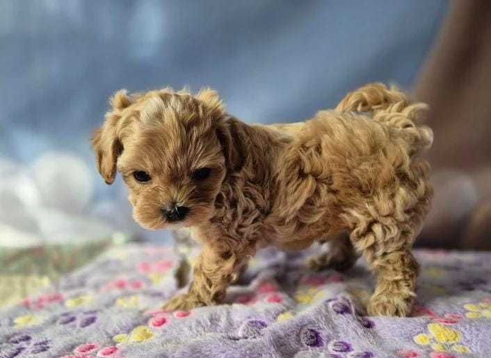 Кученце F1 Toy Maltipoo