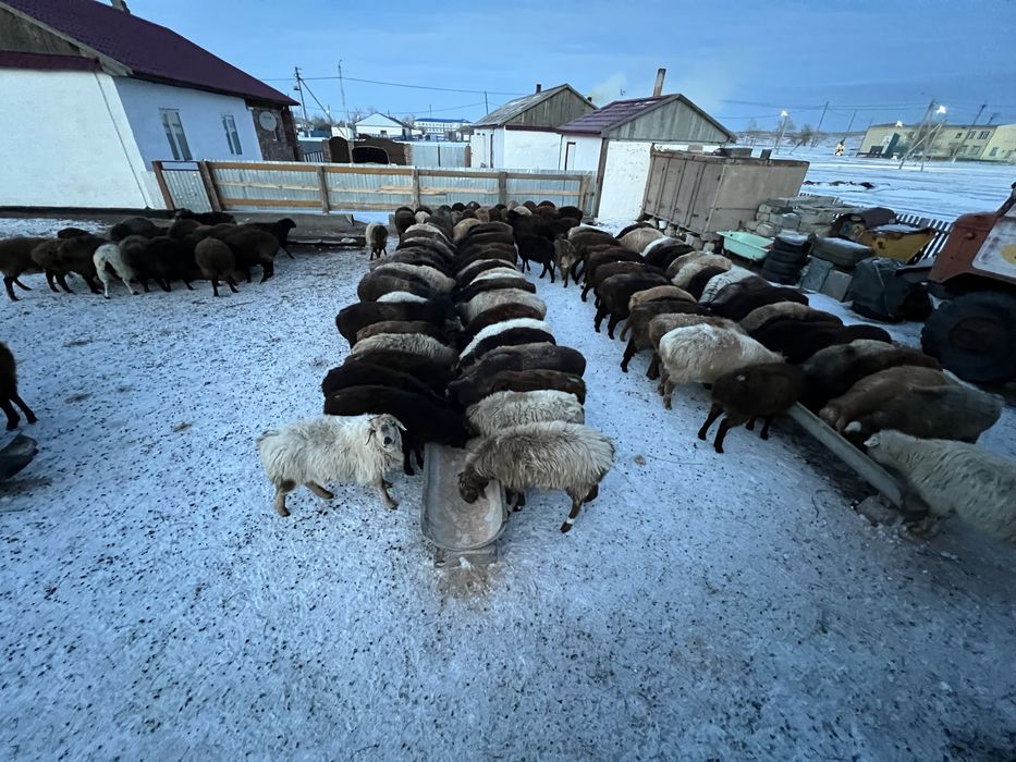 Продам бараны годовалые