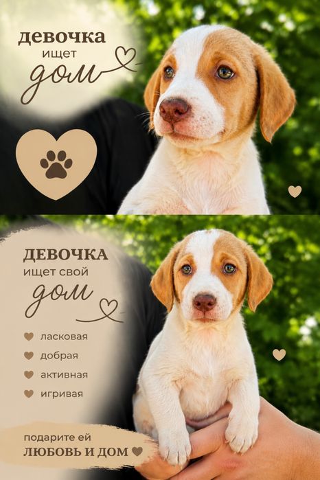 Очень нужен дом щенкам