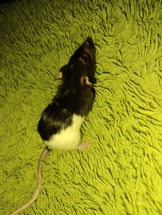 Продам декоративных крыс