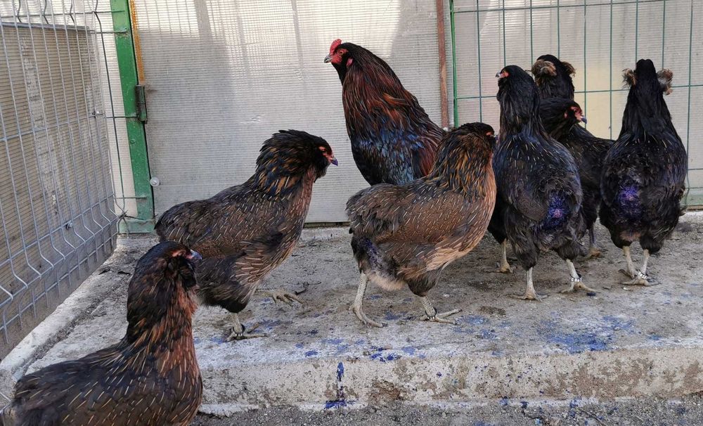 Oua Araucana potarnichiu, rasa pura