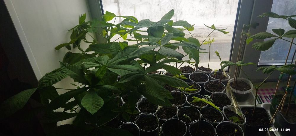 Каштан конский саженцы