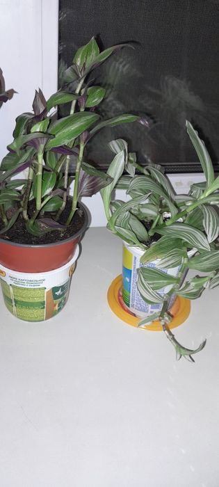 Цветы комнатные недорого. 1000т.