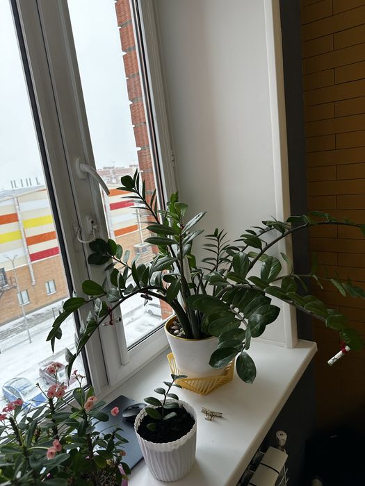 Продам Замиокулькас