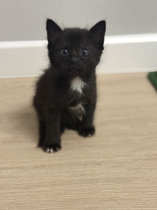 Отдам котят 1,5 месяца