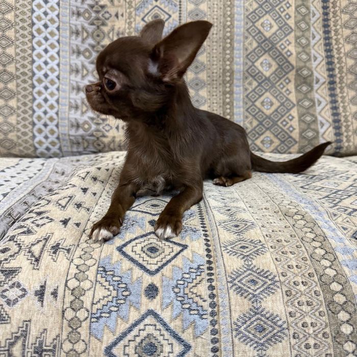 Продам чихуахуа.