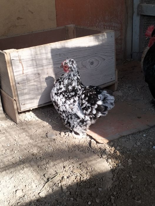 Продам карликовых кур!