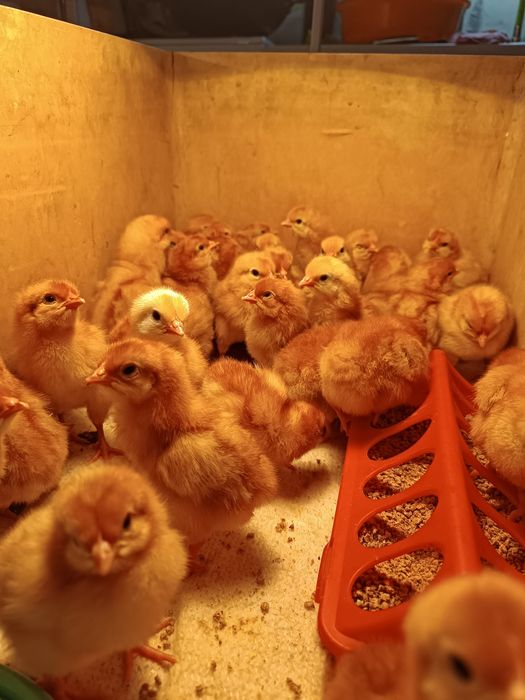 Цыплята Ломан Браун