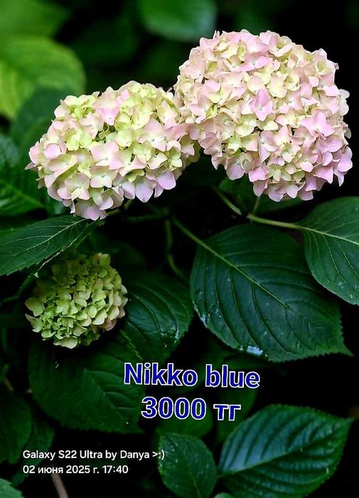 Гортензии разные сорта