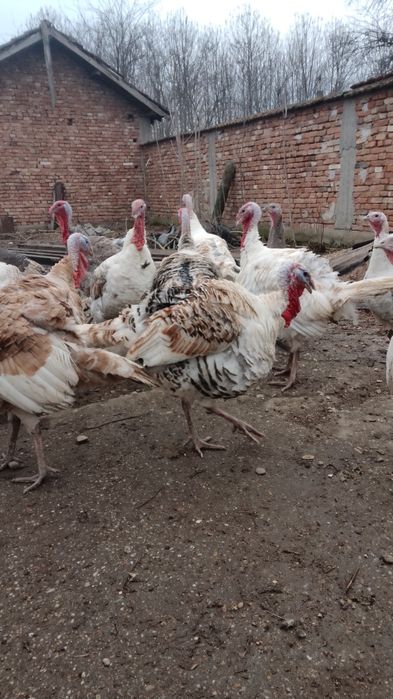 Пуяци и пуйки!!!