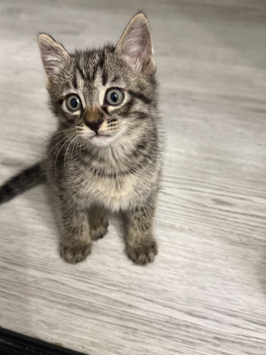 Отлам котят в добрые руки