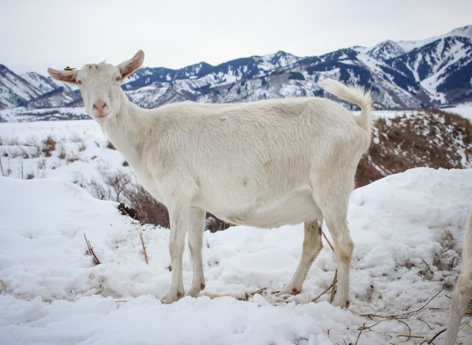 Козлята зааненской породы
