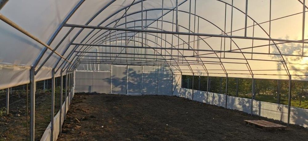 Solarii Rezistente  Baleni Sârbi