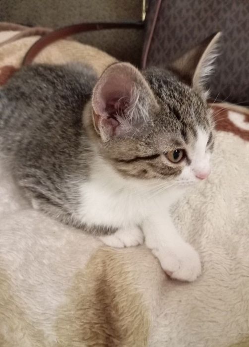 Отдам котёнка бесплатно