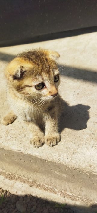 Котята вислоухие