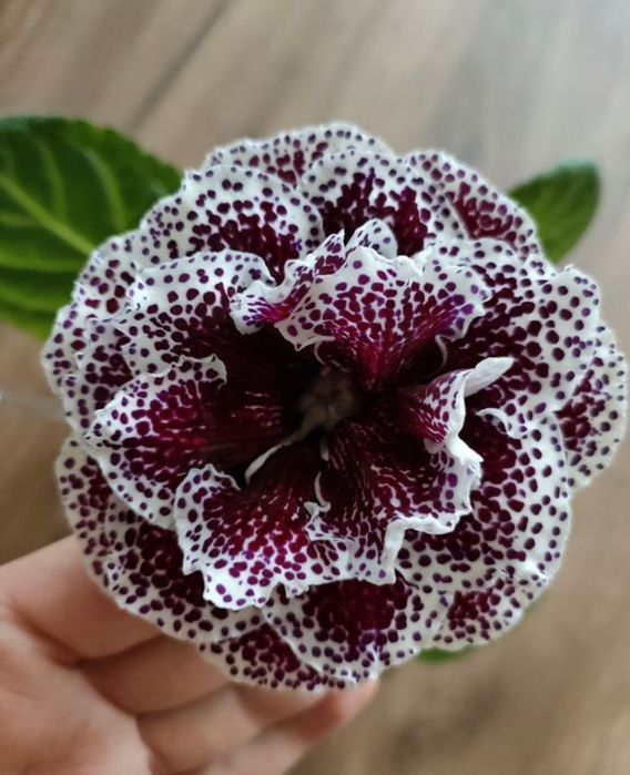 Сортовая глоксиния